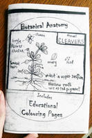 Botanical Anatomy