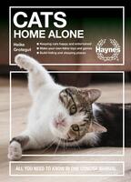 Cats Home Alone: How to Keep Your Home-Alone Aat Happy